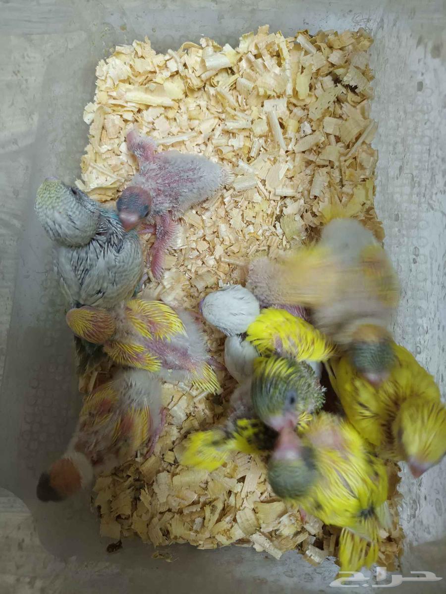 فروخ بادجي غر64418553274113110