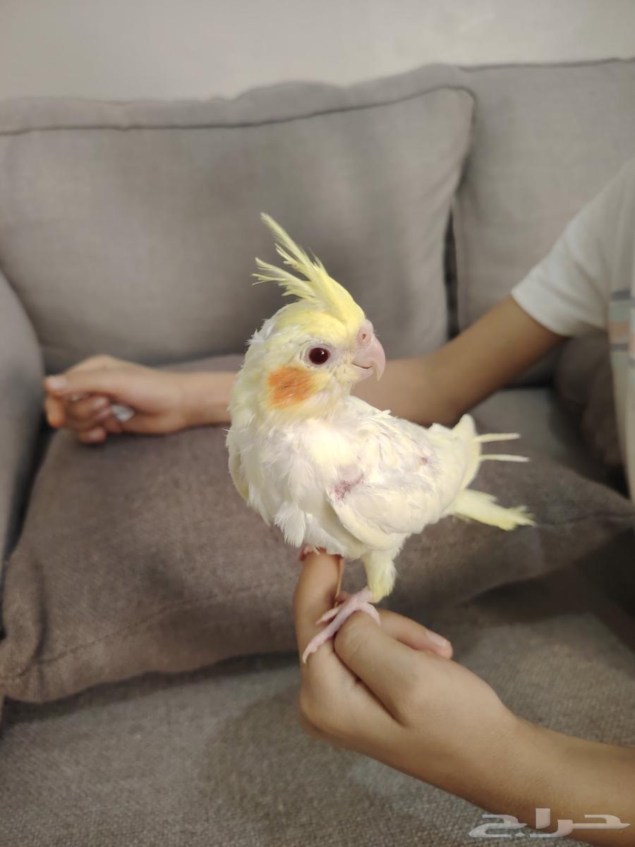 فرخ كروان للبيع64446842836737114