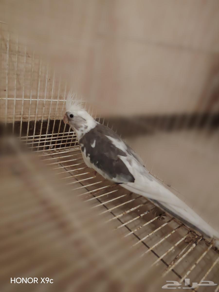 ذكر كروان هولندي للبيع64448967638659113