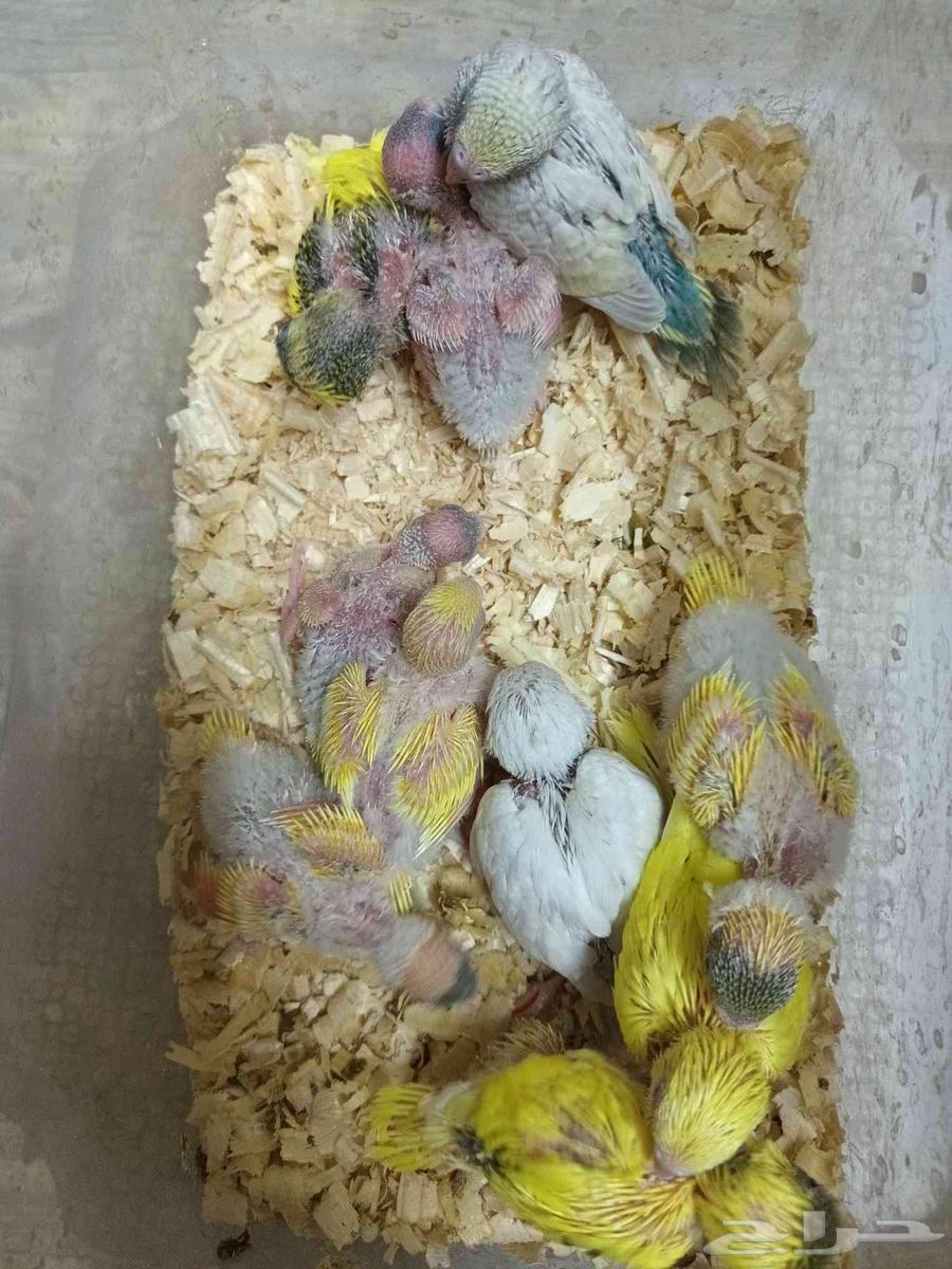 فروخ بادجي غر64418553274113111