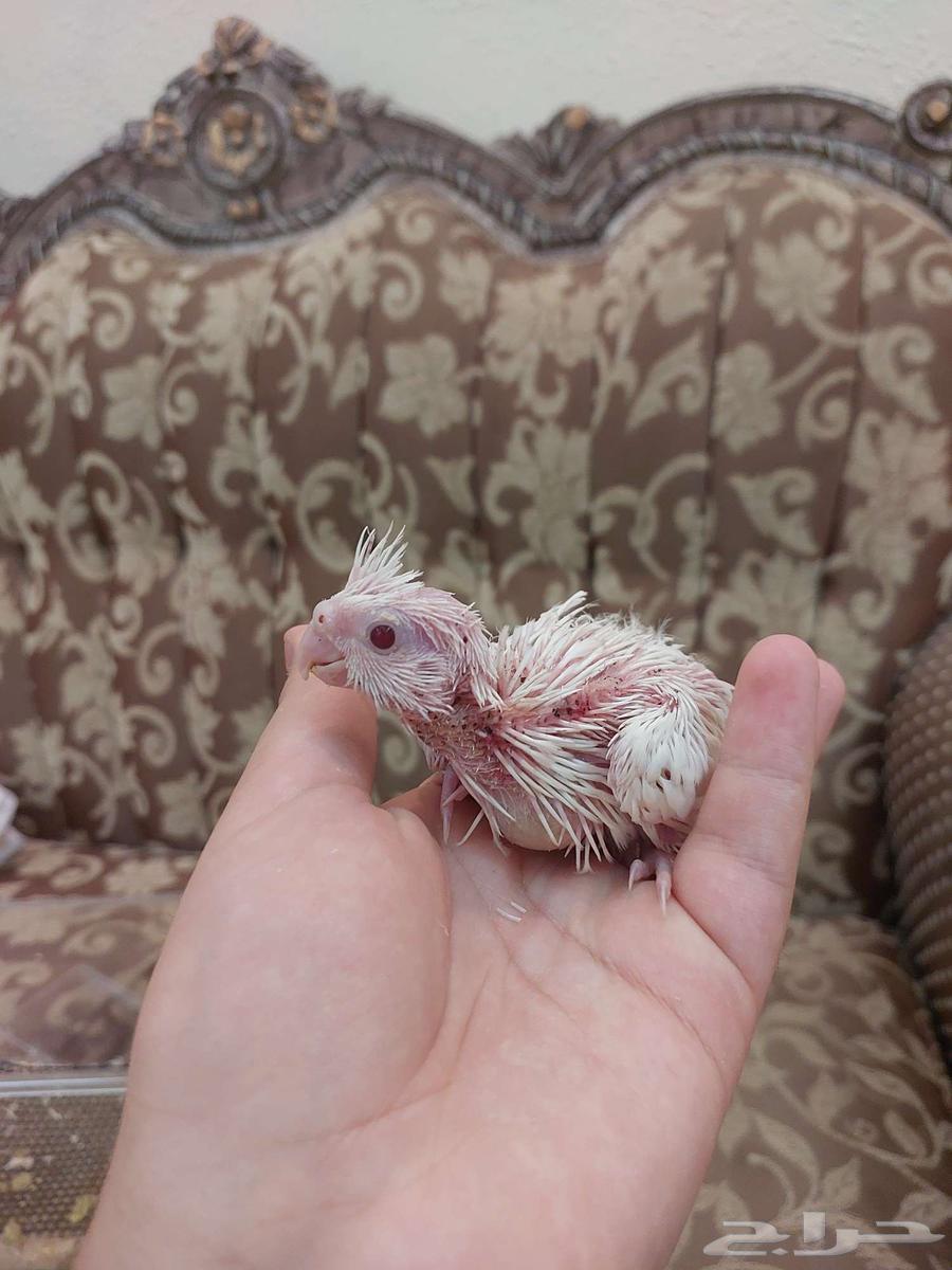 فروخ كروان البينو عيون حمر غر64448063375361112