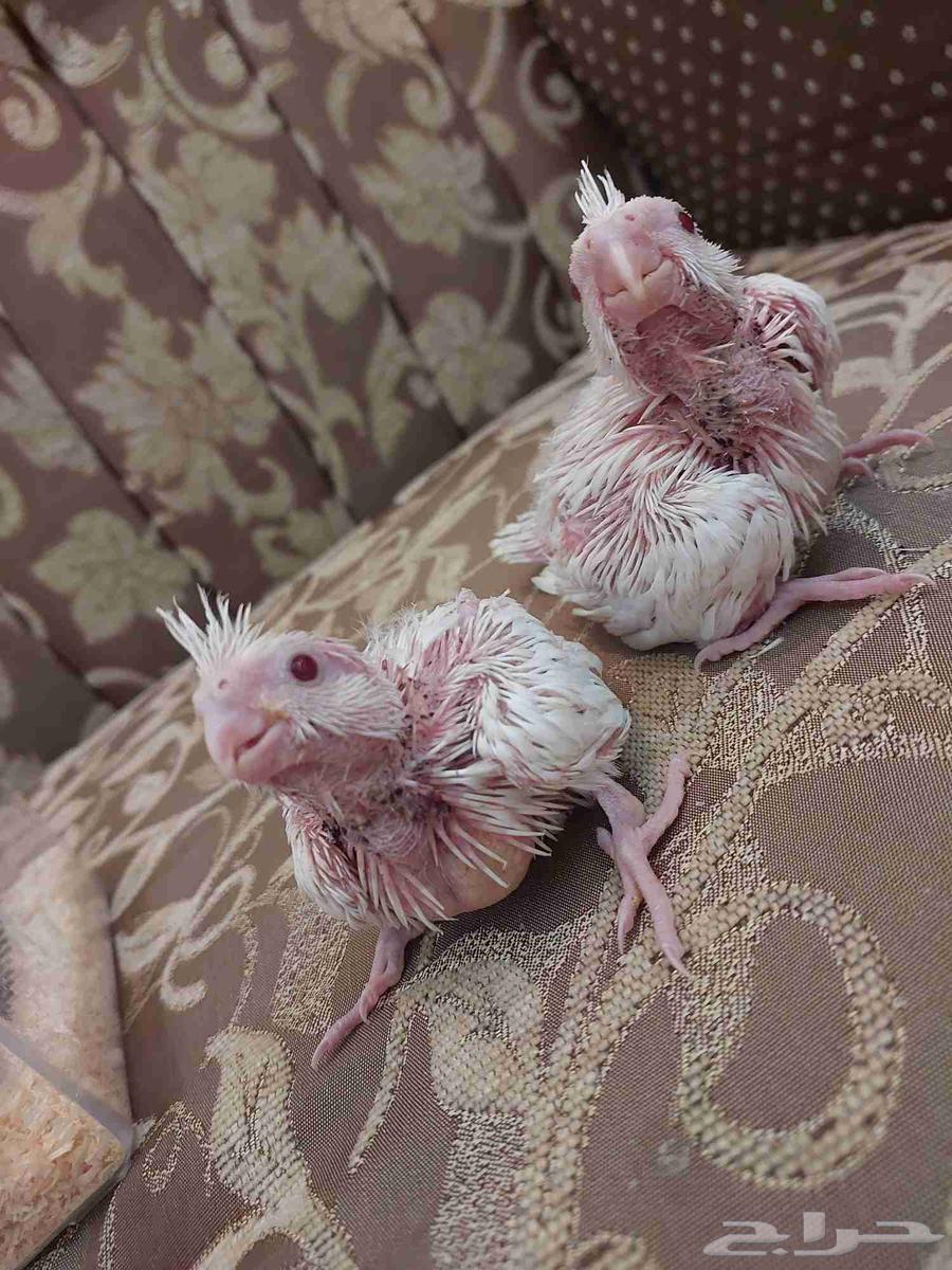 فروخ كروان البينو عيون حمر غر64448063375361110