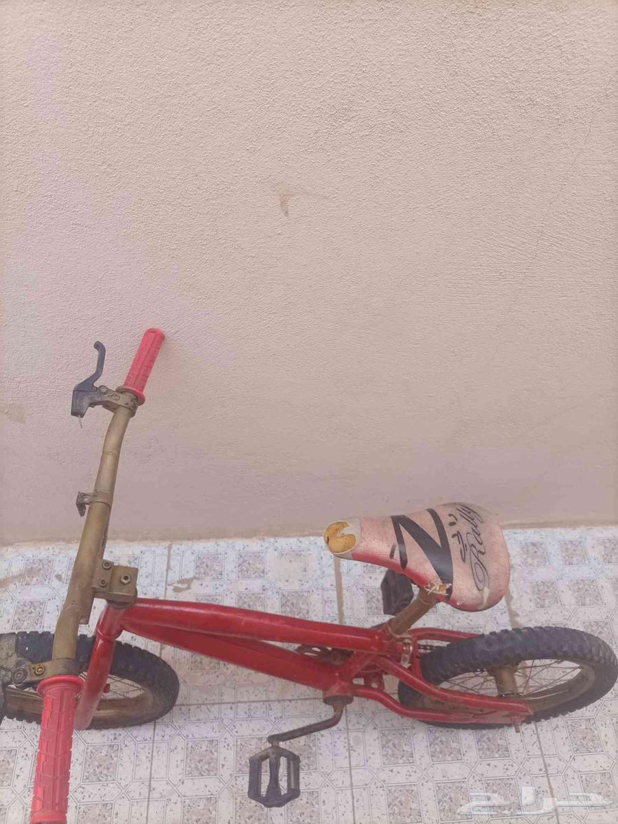 سيكل كوبرا على السوم64449194273282113