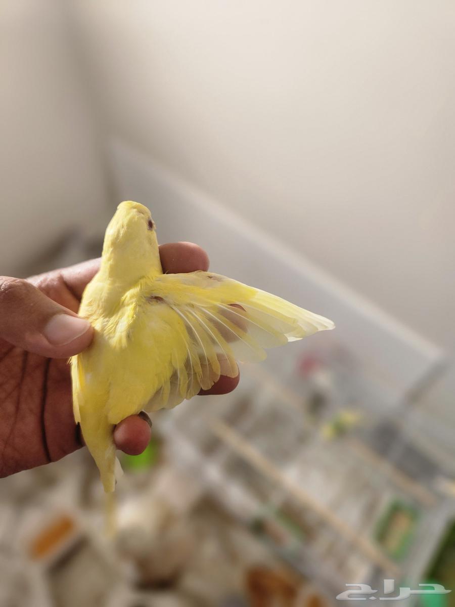 فرخ بادجي أصفر (لاتينو) عيون حمراء - 30 ريال64444311977602110