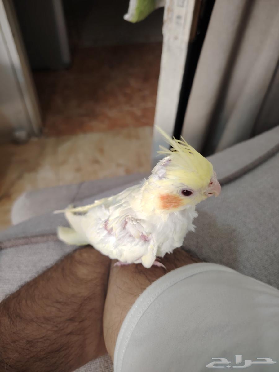 فرخ كروان للبيع64446842836737111