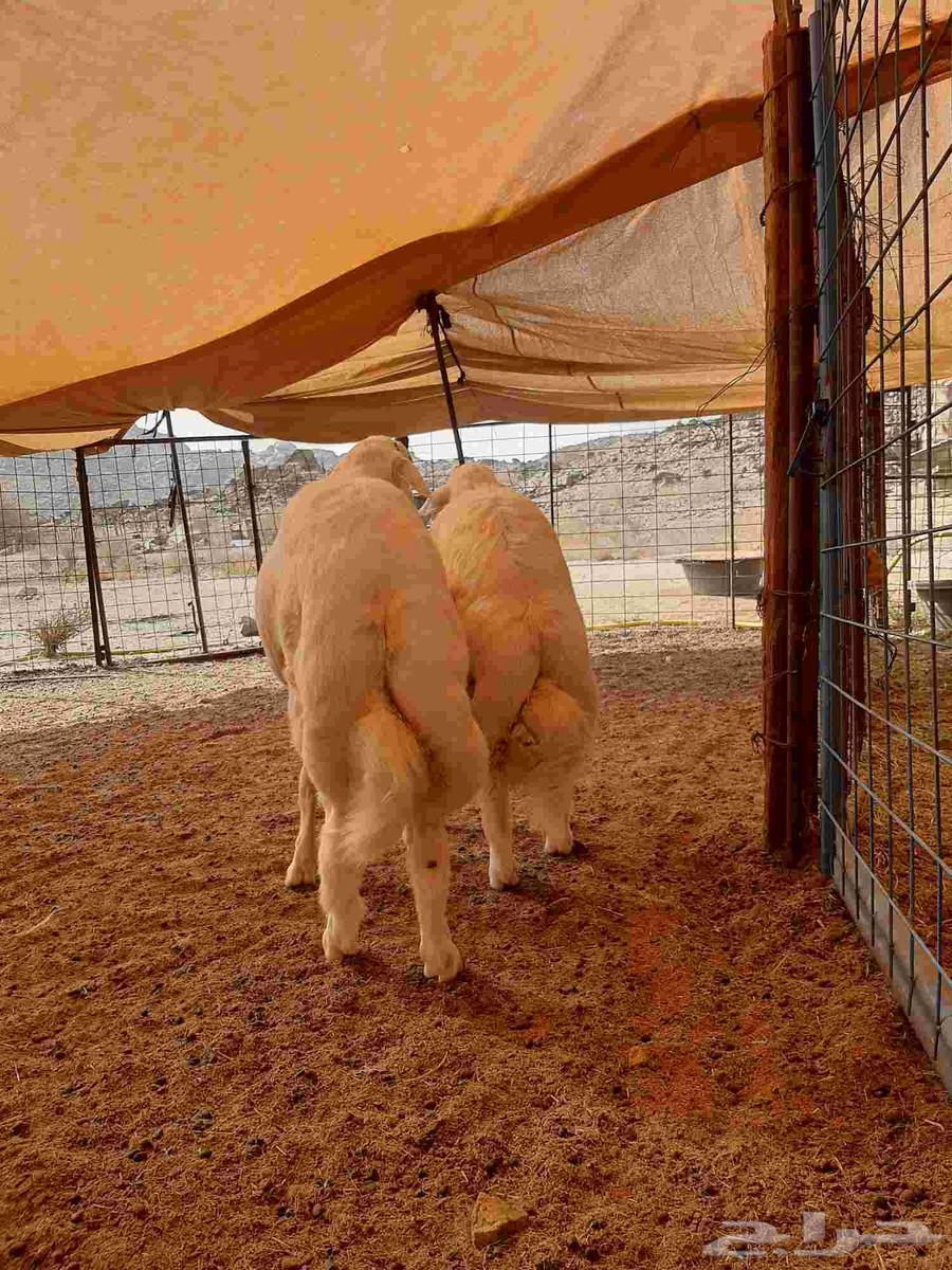 للبيع طليان حريه64444097095683110