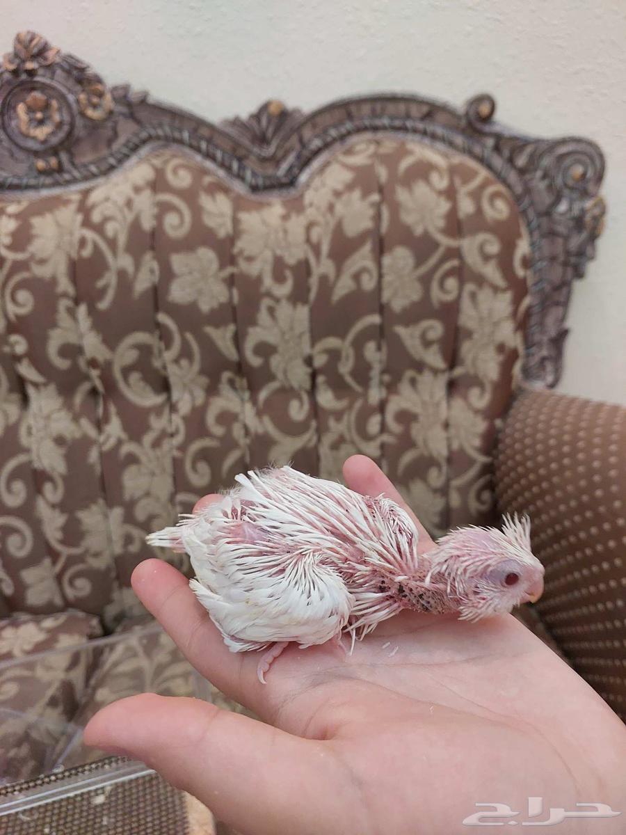 فروخ كروان البينو عيون حمر غر64448063375361111