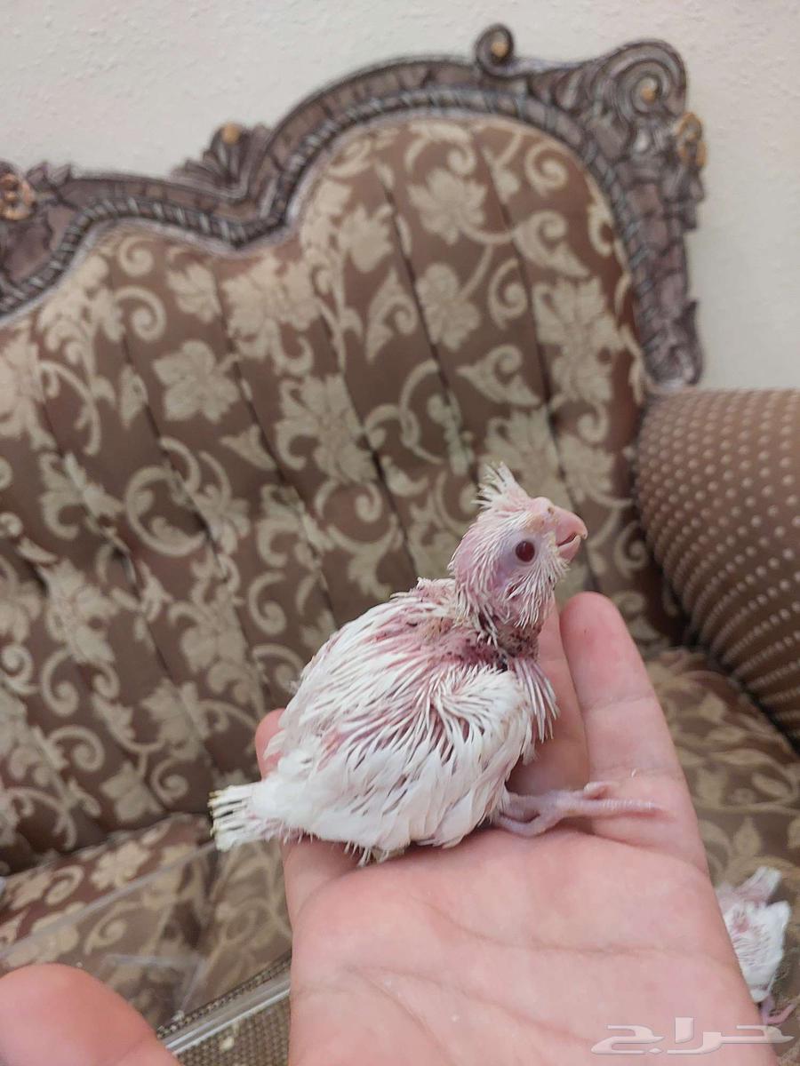 فروخ كروان البينو عيون حمر غر64448063375361114