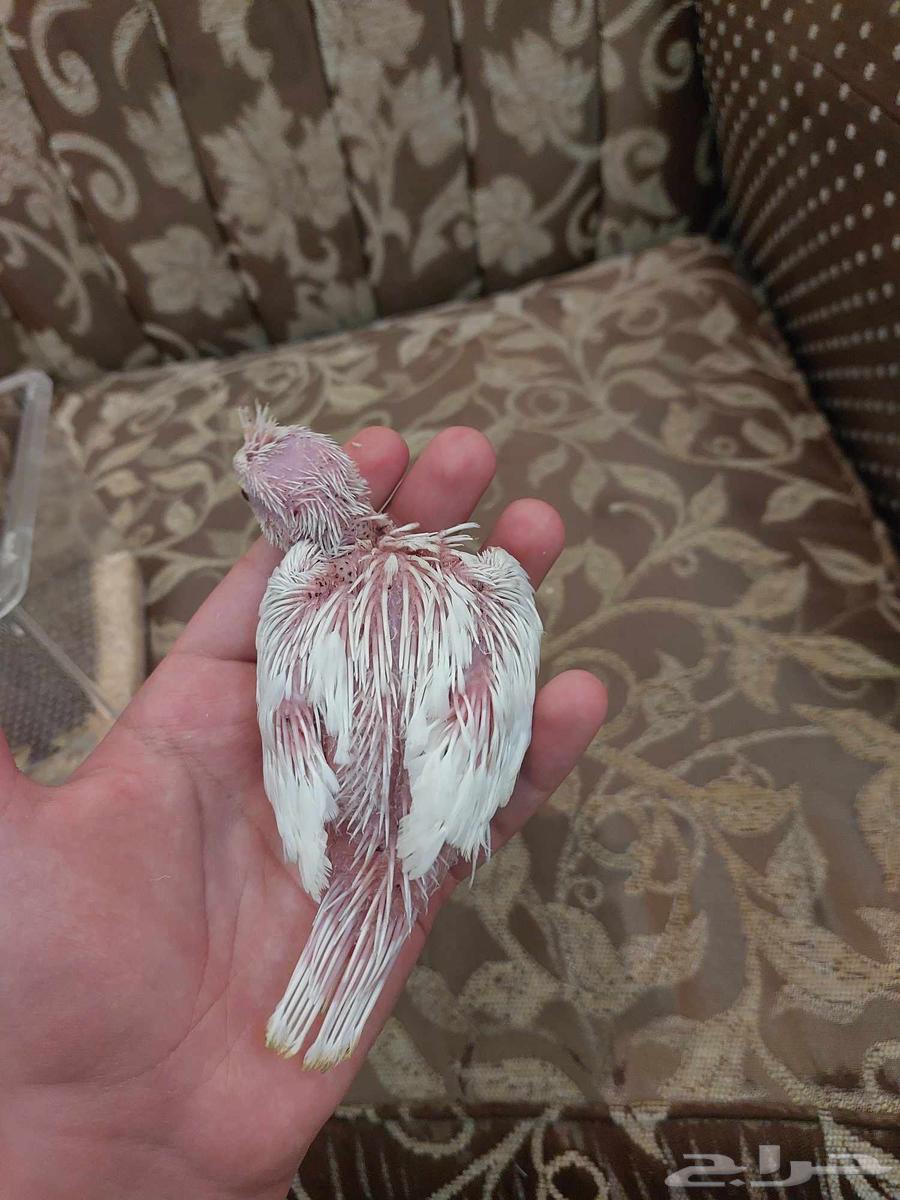 فروخ كروان البينو عيون حمر غر64448063375361113