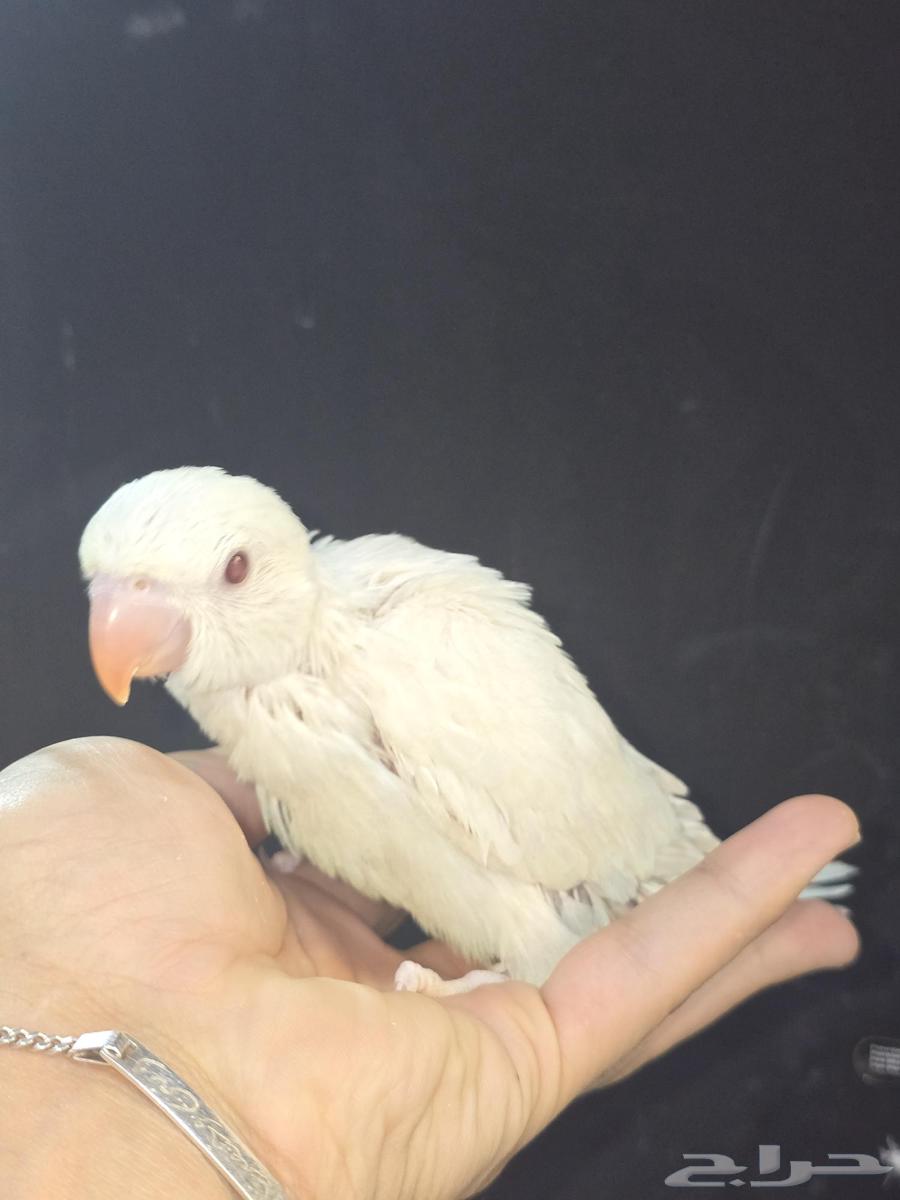 Farakh Durat Al-Binu64442295862017111