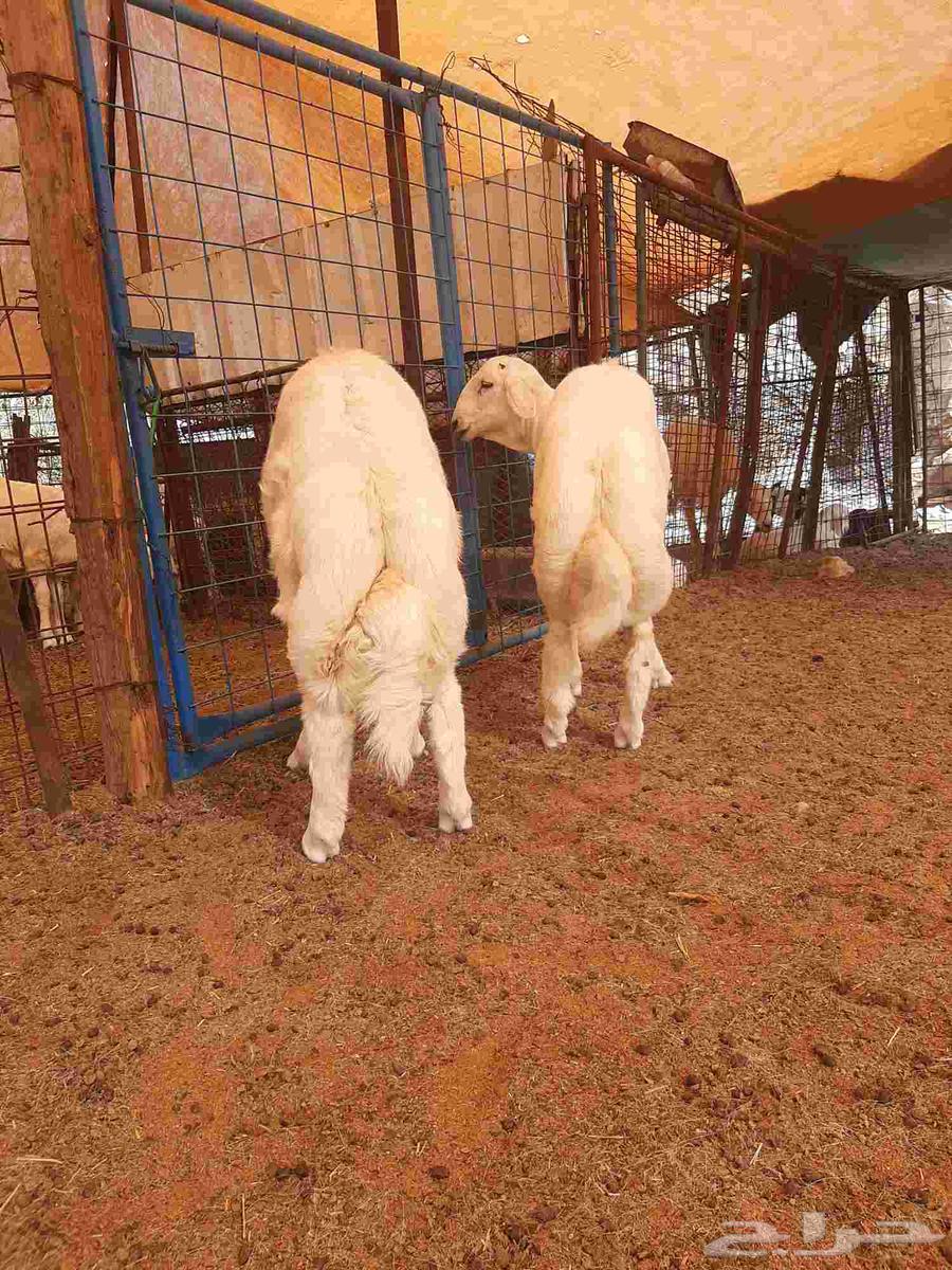 للبيع طليان حريه64444097095683111