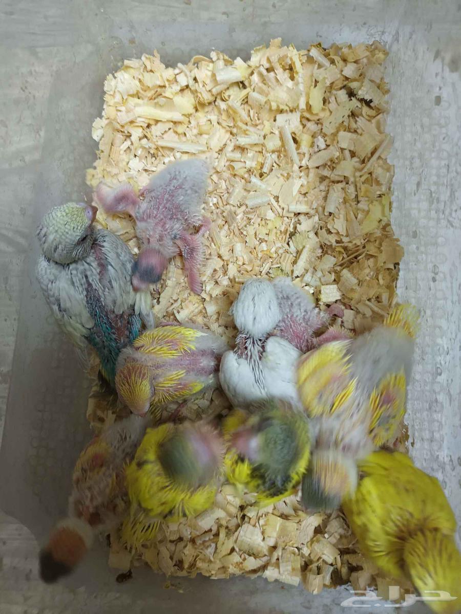 فروخ بادجي غر64418553274113113