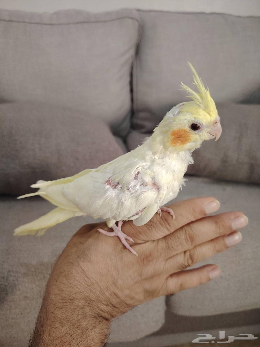 فرخ كروان للبيع64446842836737113