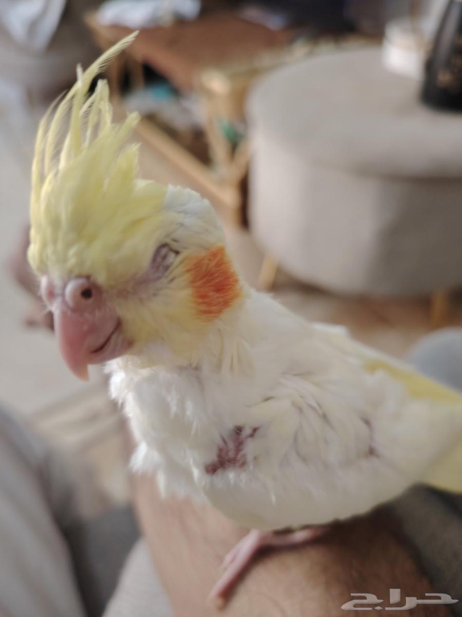 فرخ كروان للبيع64446842836737110