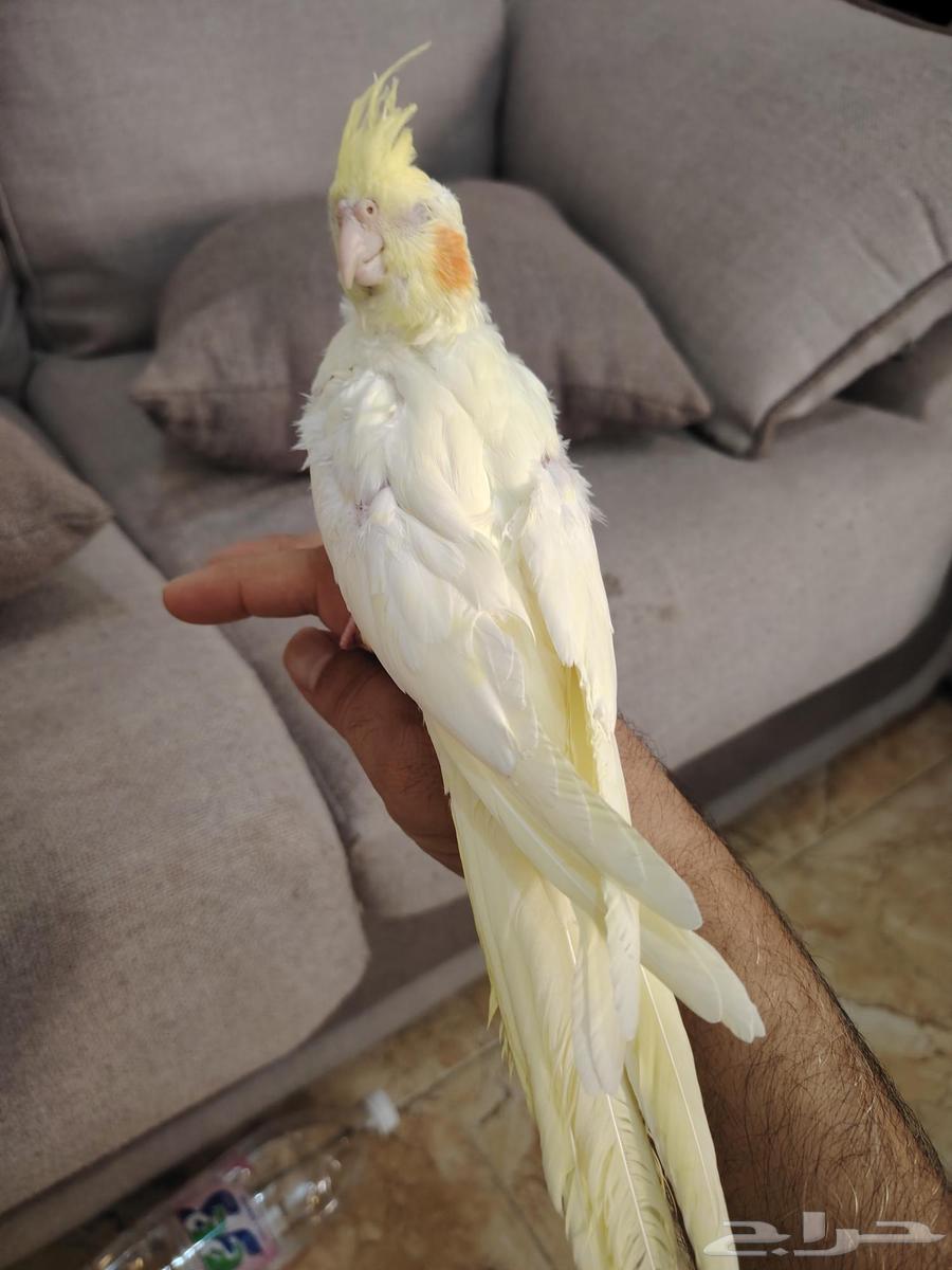 فرخ كروان للبيع64446842836737112