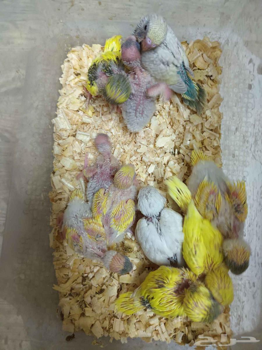 فروخ بادجي غر64418553274113112