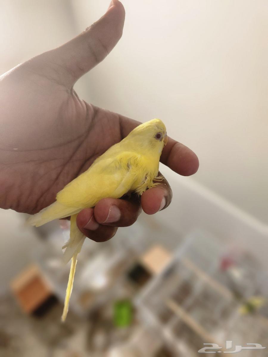 فرخ بادجي أصفر (لاتينو) عيون حمراء - 30 ريال64444311977602112