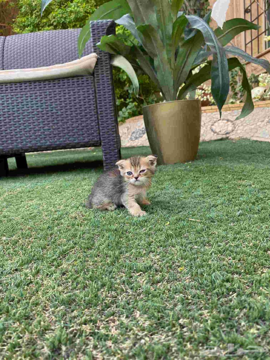 High-level Scottish Fold kittens for sale, no breeding allowed64443856742914112