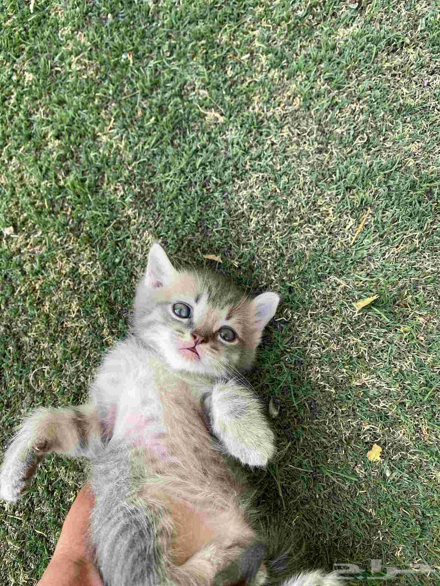 High-level Scottish Fold kittens for sale, no breeding allowed64443856742914114