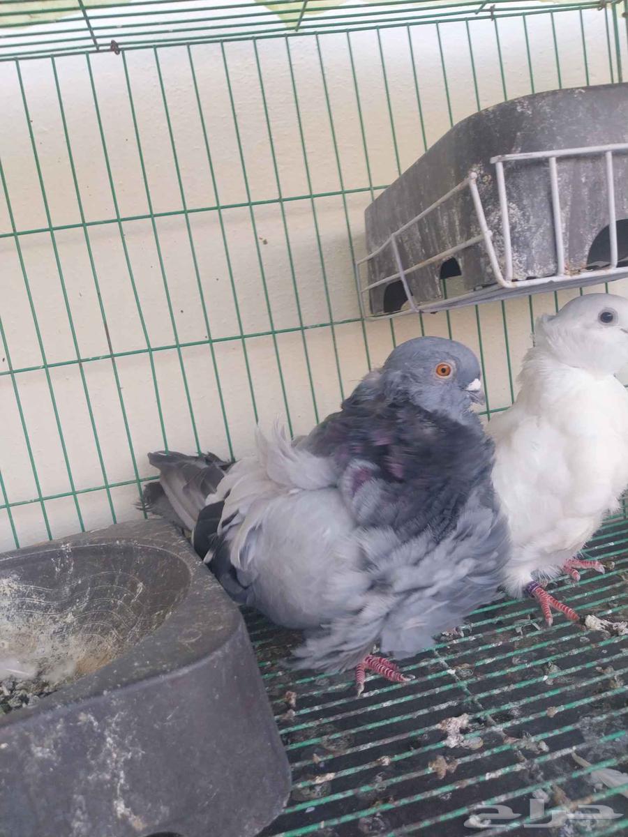 Kashkai couple64449034168833110