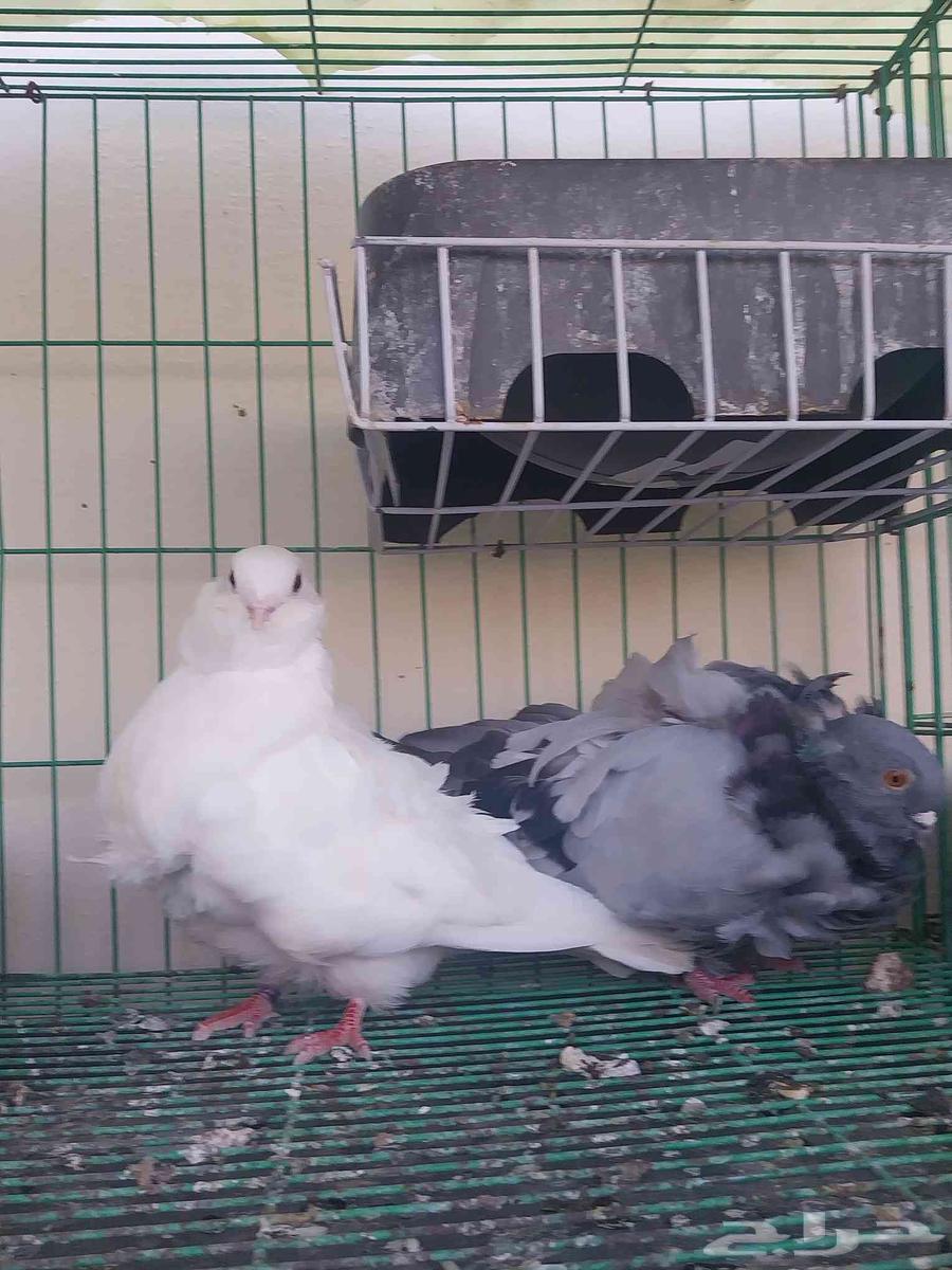 Kashkai couple64449034168833114