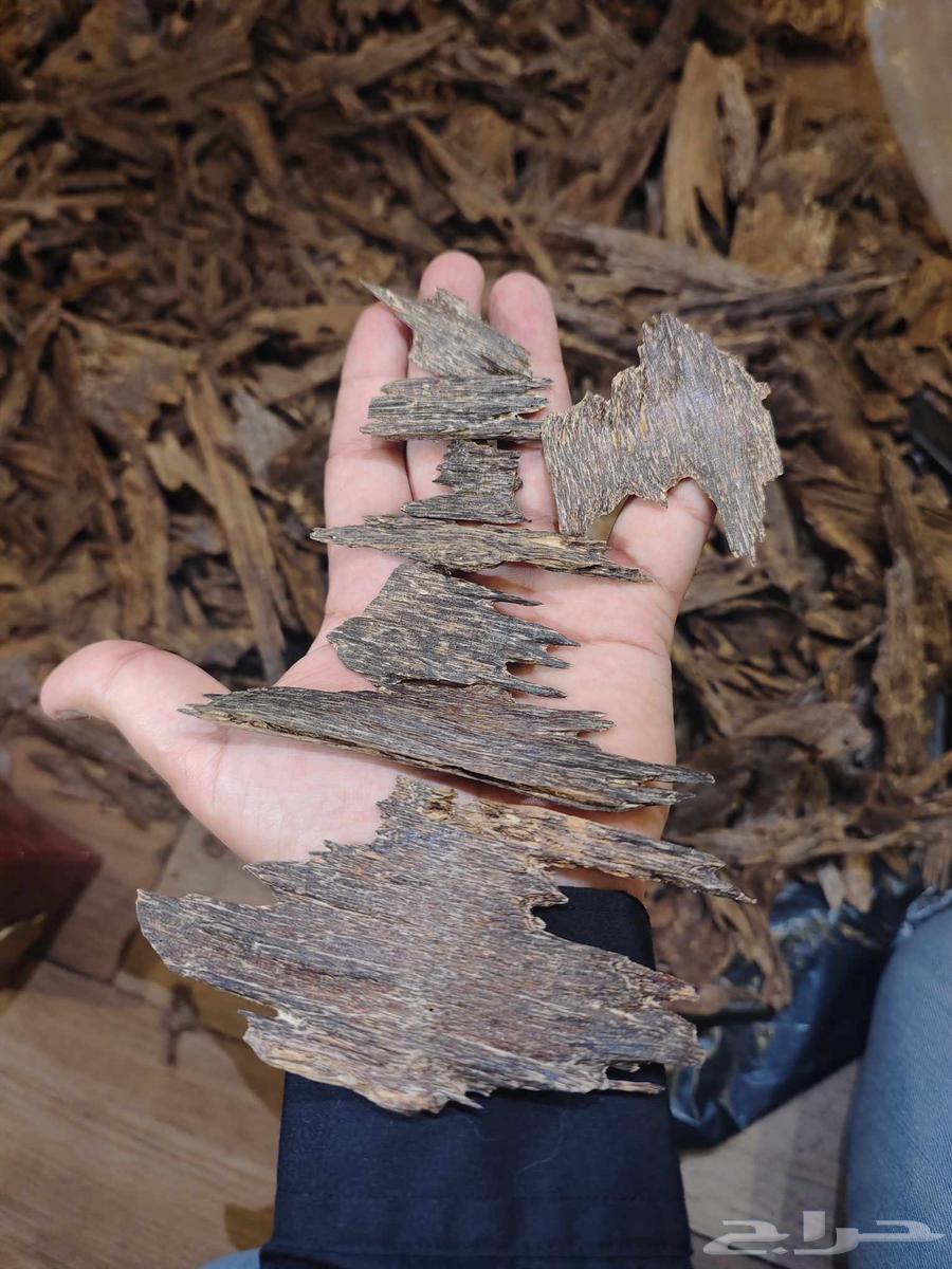 كلمنتان بونتيانك64443317404033110