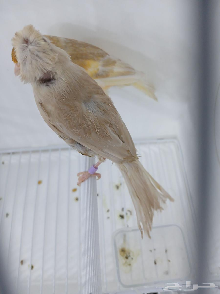 زوج كناري بفروخه ( تم البيع )64448394488705111