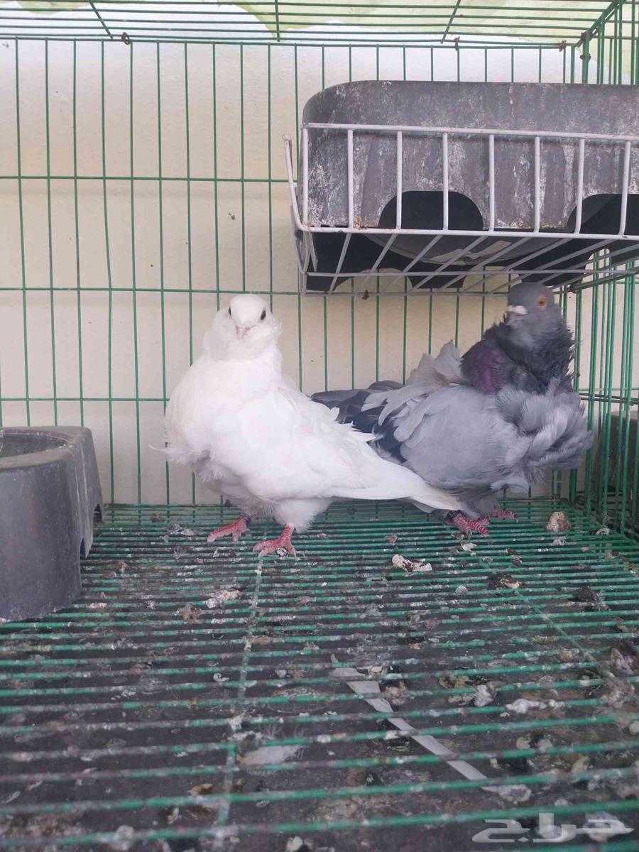 Kashkai couple64449034168833112