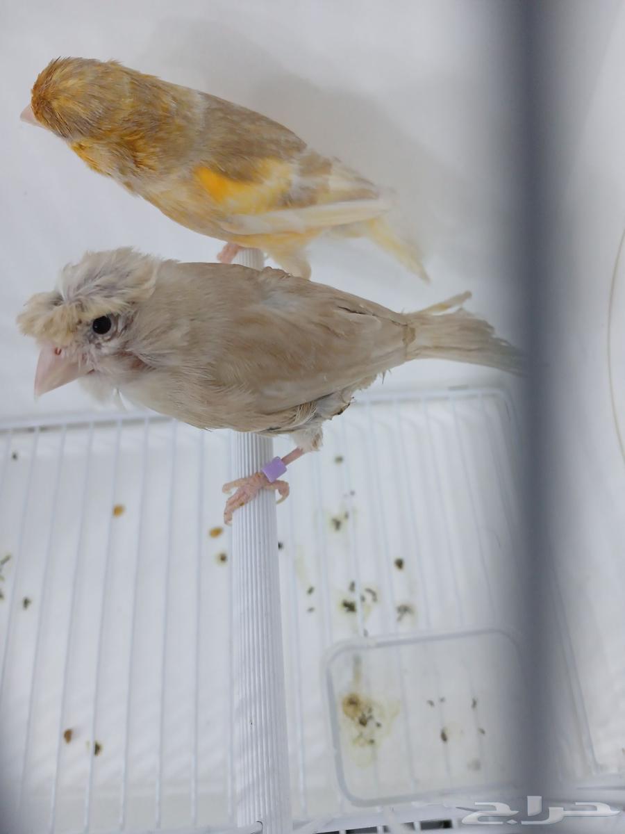 زوج كناري بفروخه ( تم البيع )64448394488705110