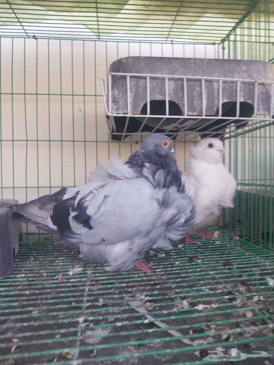 Kashkai couple64449034168833111