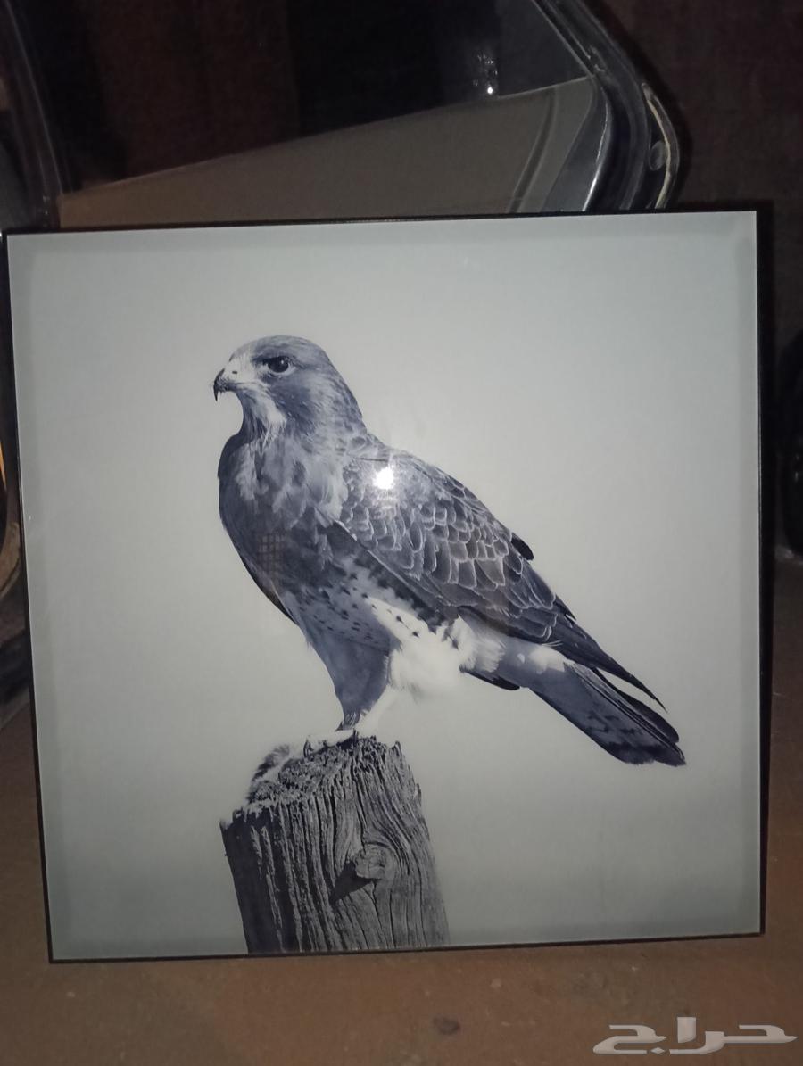 برواز ديكور صقر ومنظر طبيعي64443371478913110