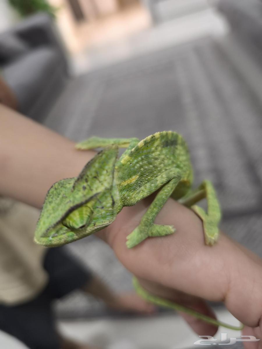 حرباء للبيع64445459033986110