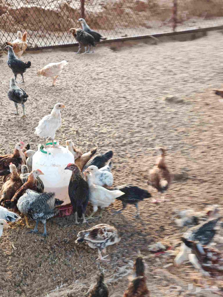 فروخ دجاج بلدي صيصان بلدي للبيع64442789149314113