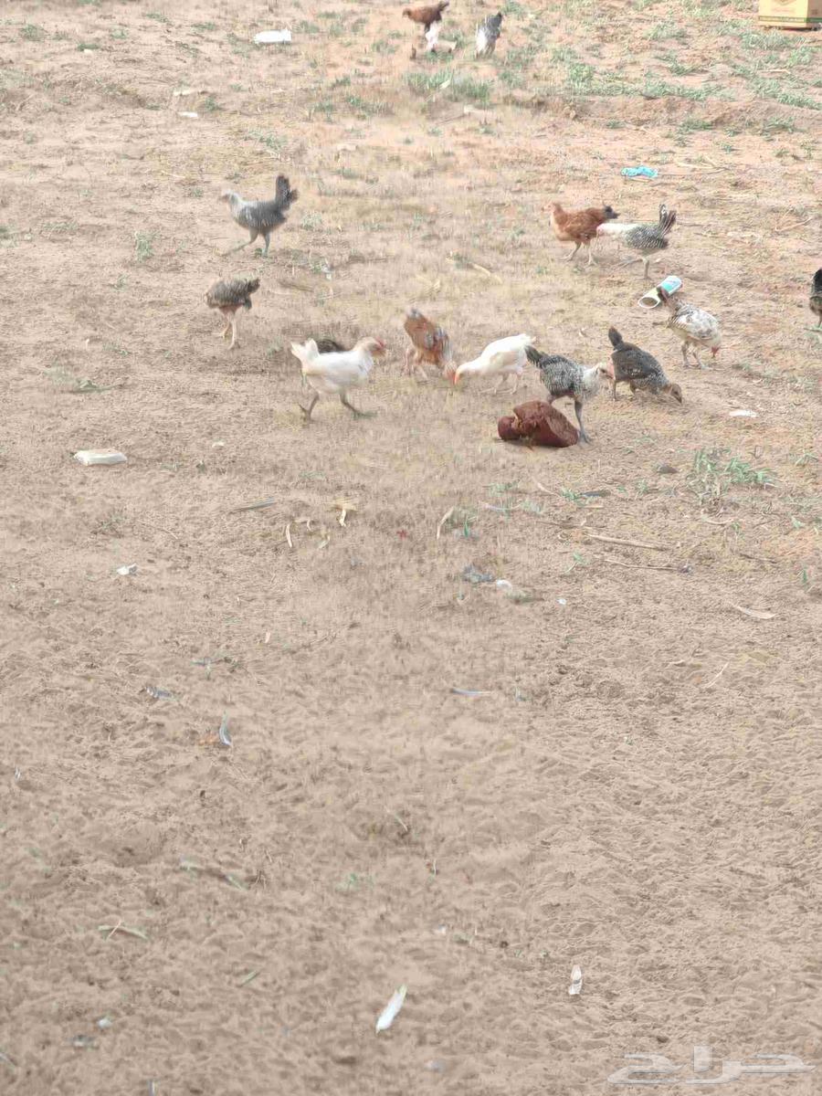 فروخ دجاج بلدي صيصان بلدي للبيع64442789149314111