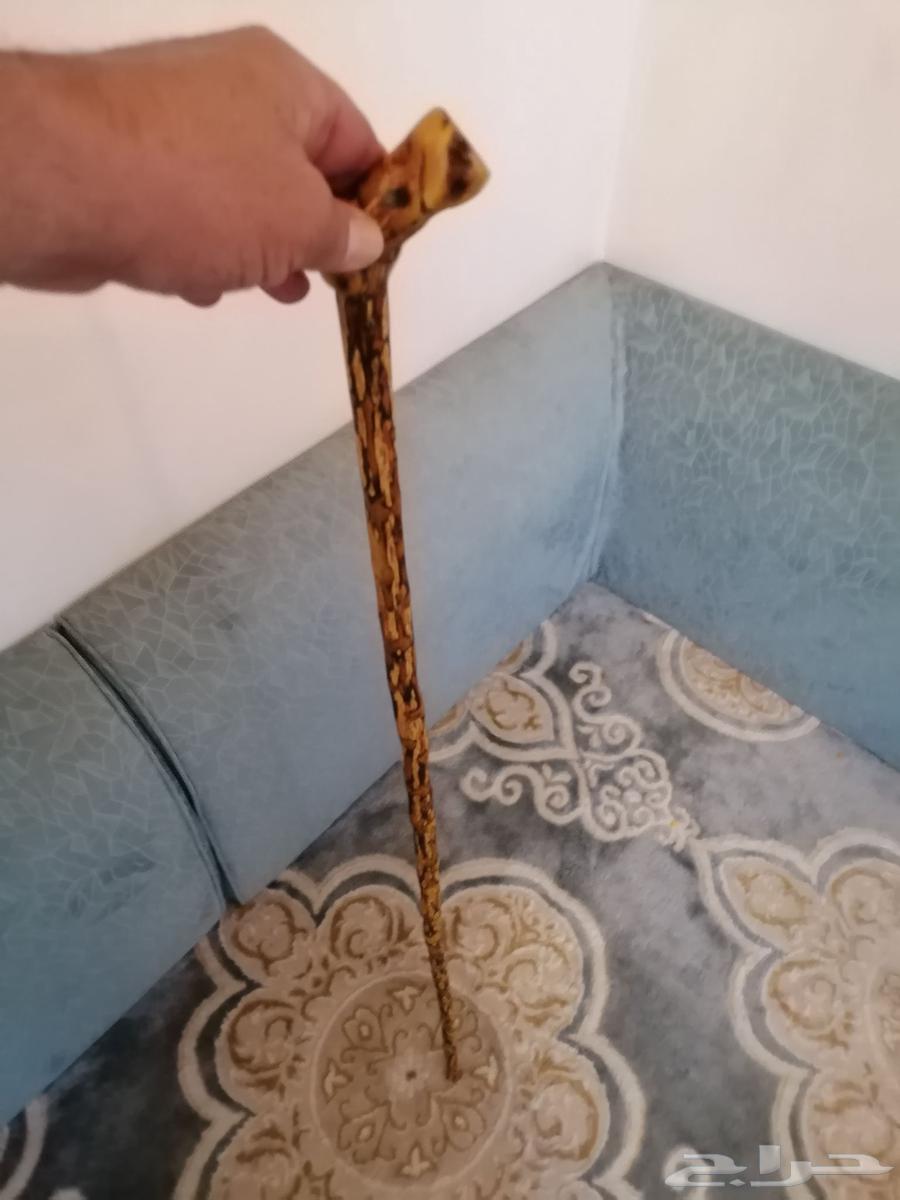 عصا عوشز ( تم البيع )64448354637441111
