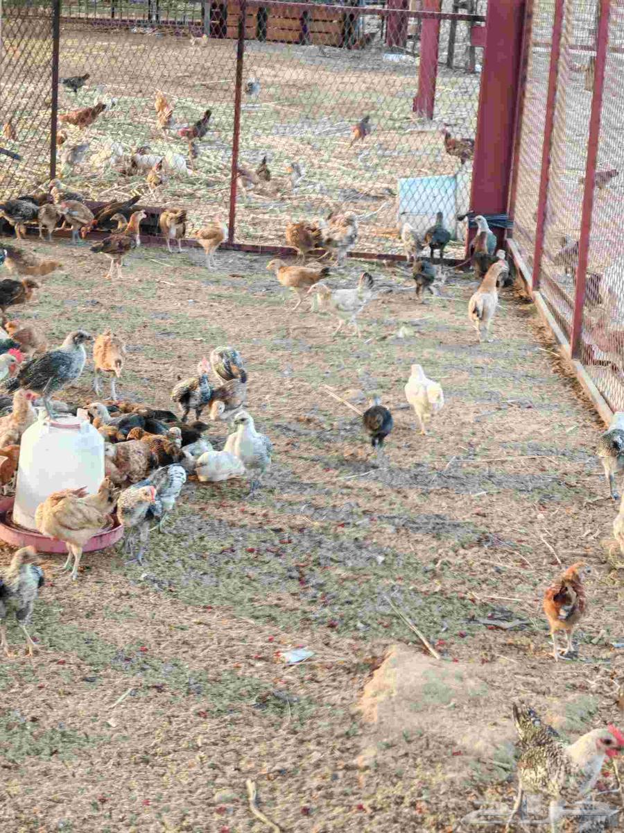 فروخ دجاج بلدي صيصان بلدي للبيع64442789149314114