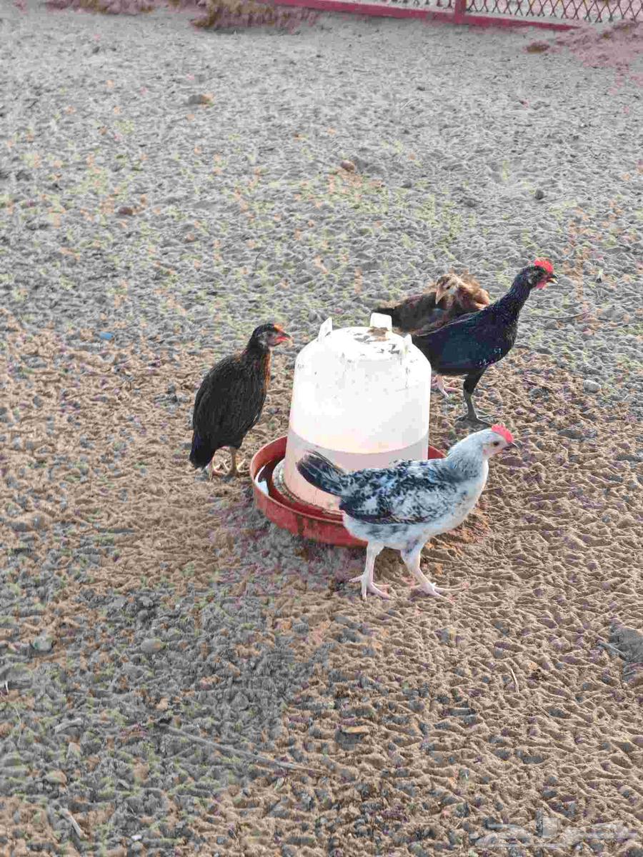 فروخ دجاج بلدي صيصان بلدي للبيع64442789149314112