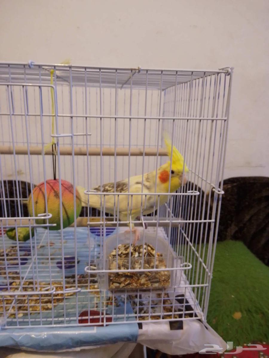 كروان للبيع64446324130563110