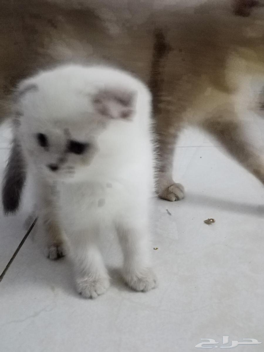 Scottish Fold Level Cats64446693060738111