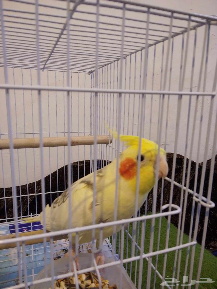 كروان للبيع64446324130563111