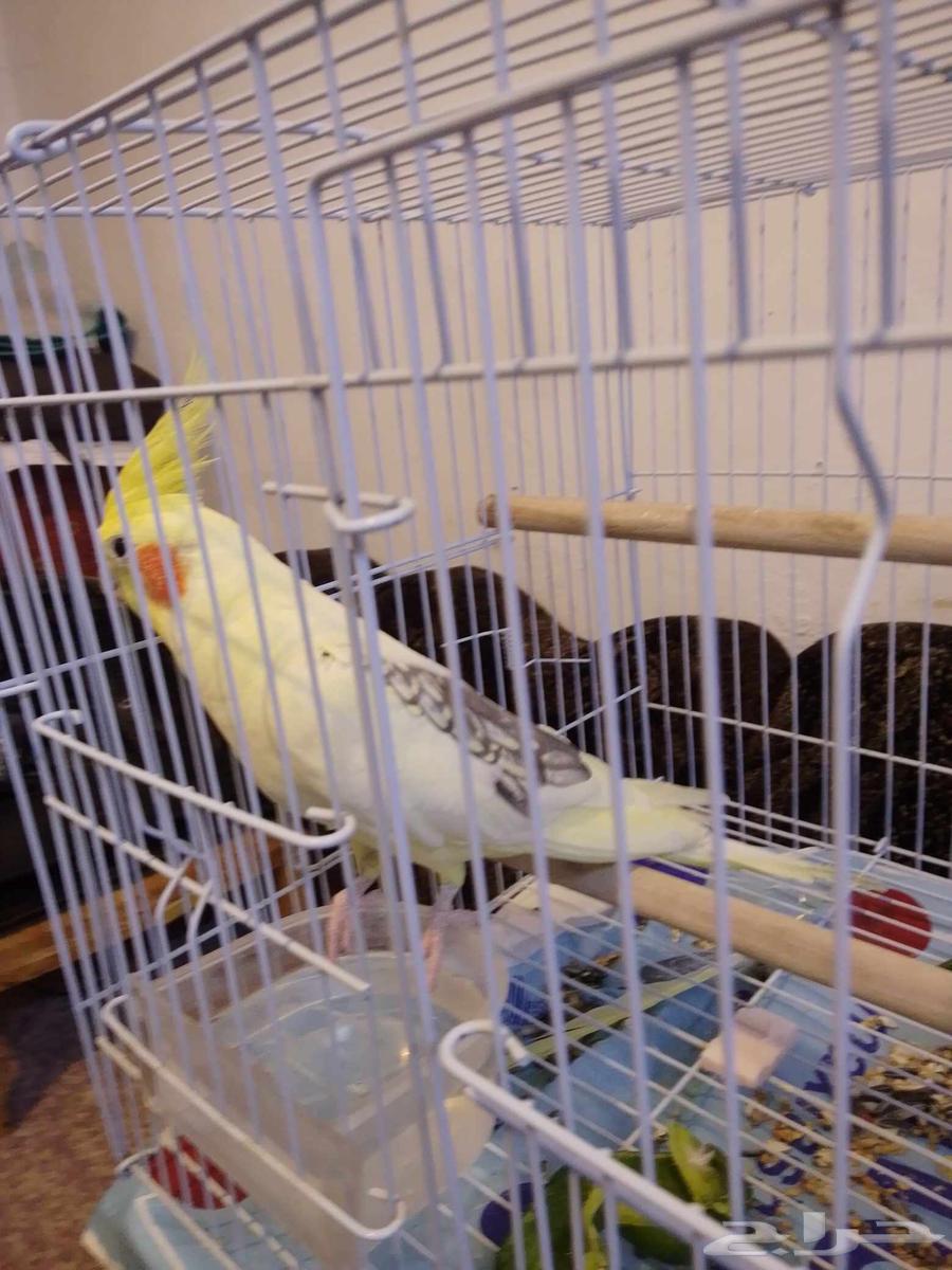 كروان للبيع64446324130563112