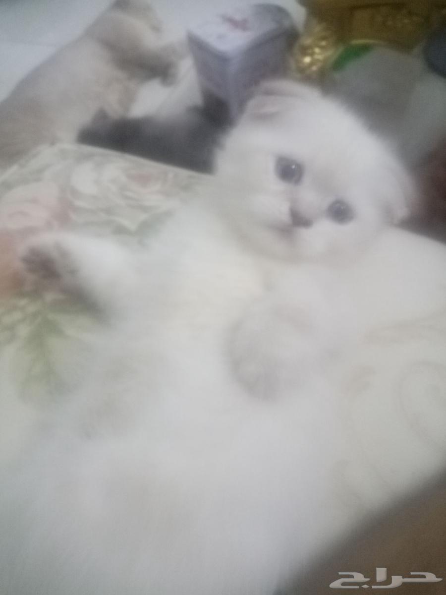 Scottish Fold Level Cats64446693060738110