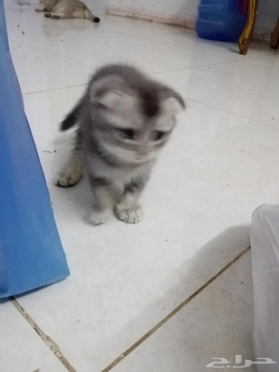 Scottish Fold Level Cats64446693060738113