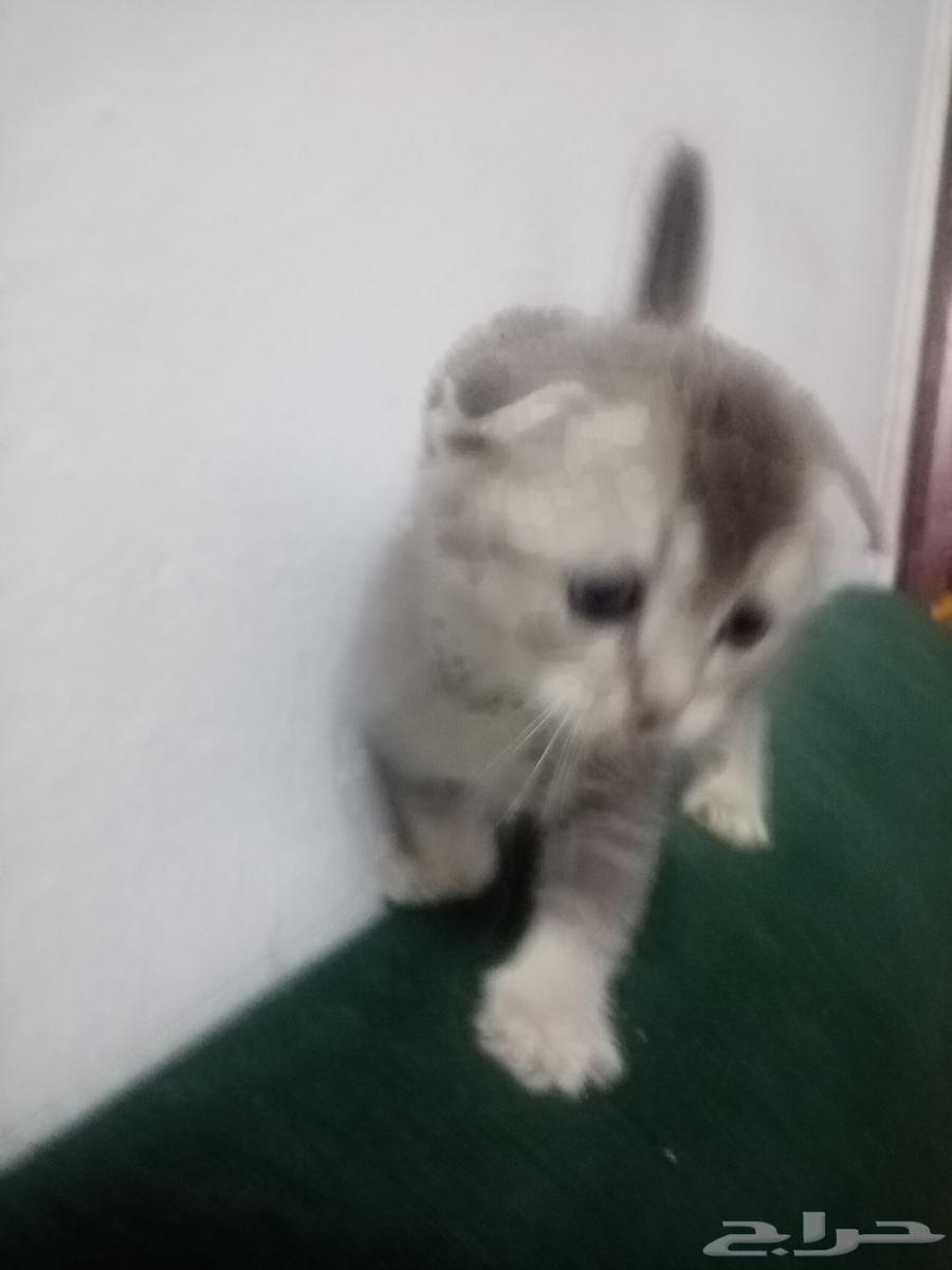 Scottish Fold Level Cats64446693060738114