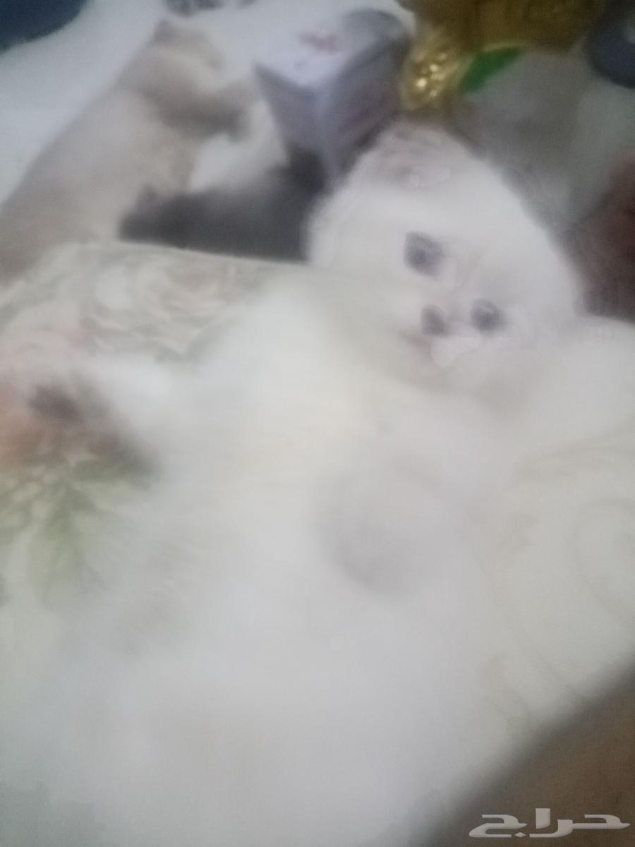 Scottish Fold Level Cats64446693060738112