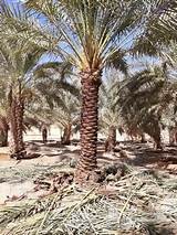 تكريب نخيل وزراعه النخيل العربي والنخيل واشنطن64214576047235111
