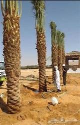 تكريب نخيل وزراعه النخيل العربي والنخيل واشنطن64214576047235112