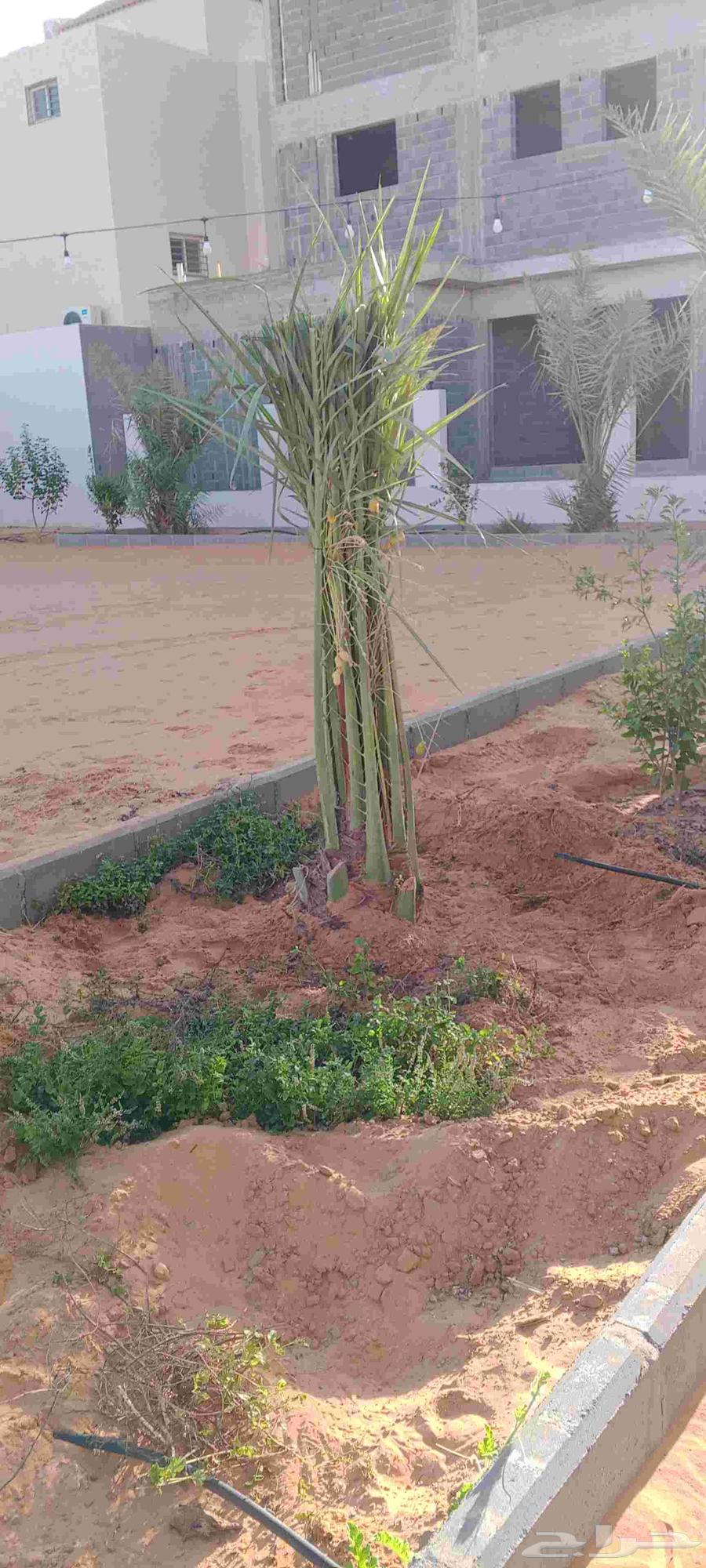 نخيل للبيع64445878945538110