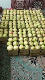 رمان بيده وتوصيل الي جميع أنحاء المملكة64445418488449112