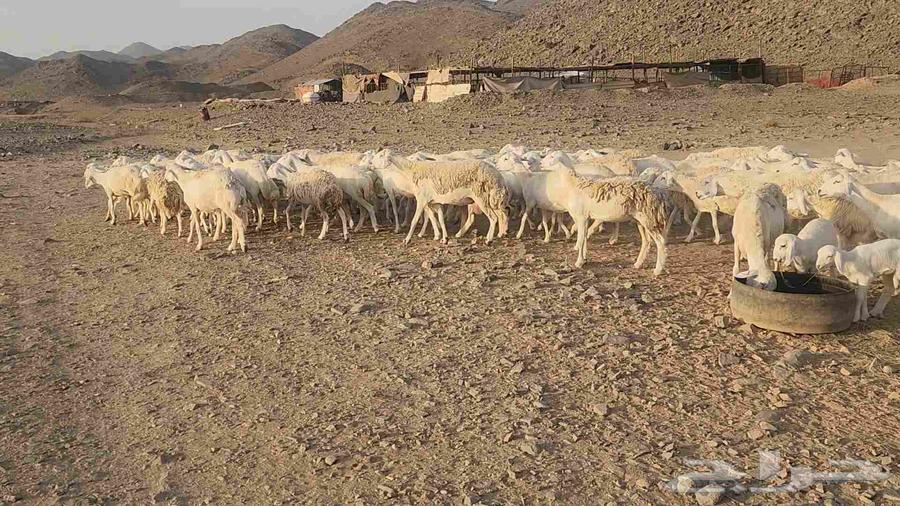 Sheep farm mostly young rams and lambs with ewes and rams available64446616673027114